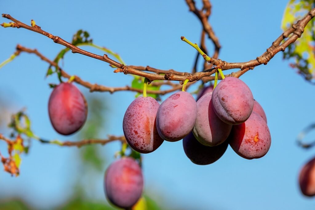 Natal Plum