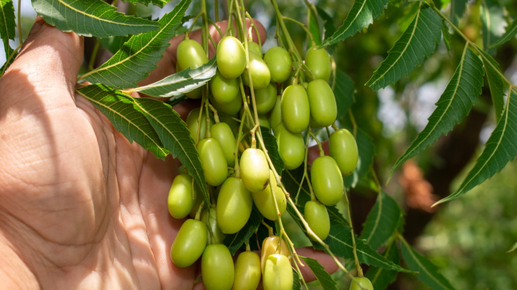 Neem fruit